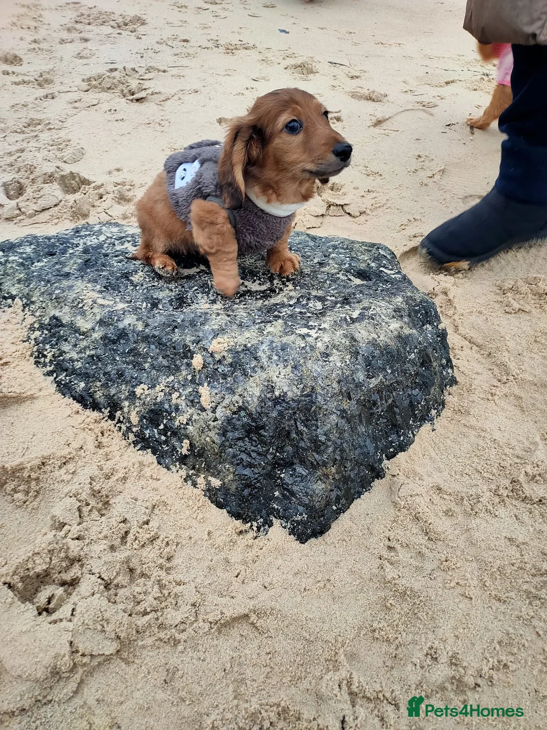 Miniature Dachshund dogs for sale: Miniature long haired daschunds  - Advert 4