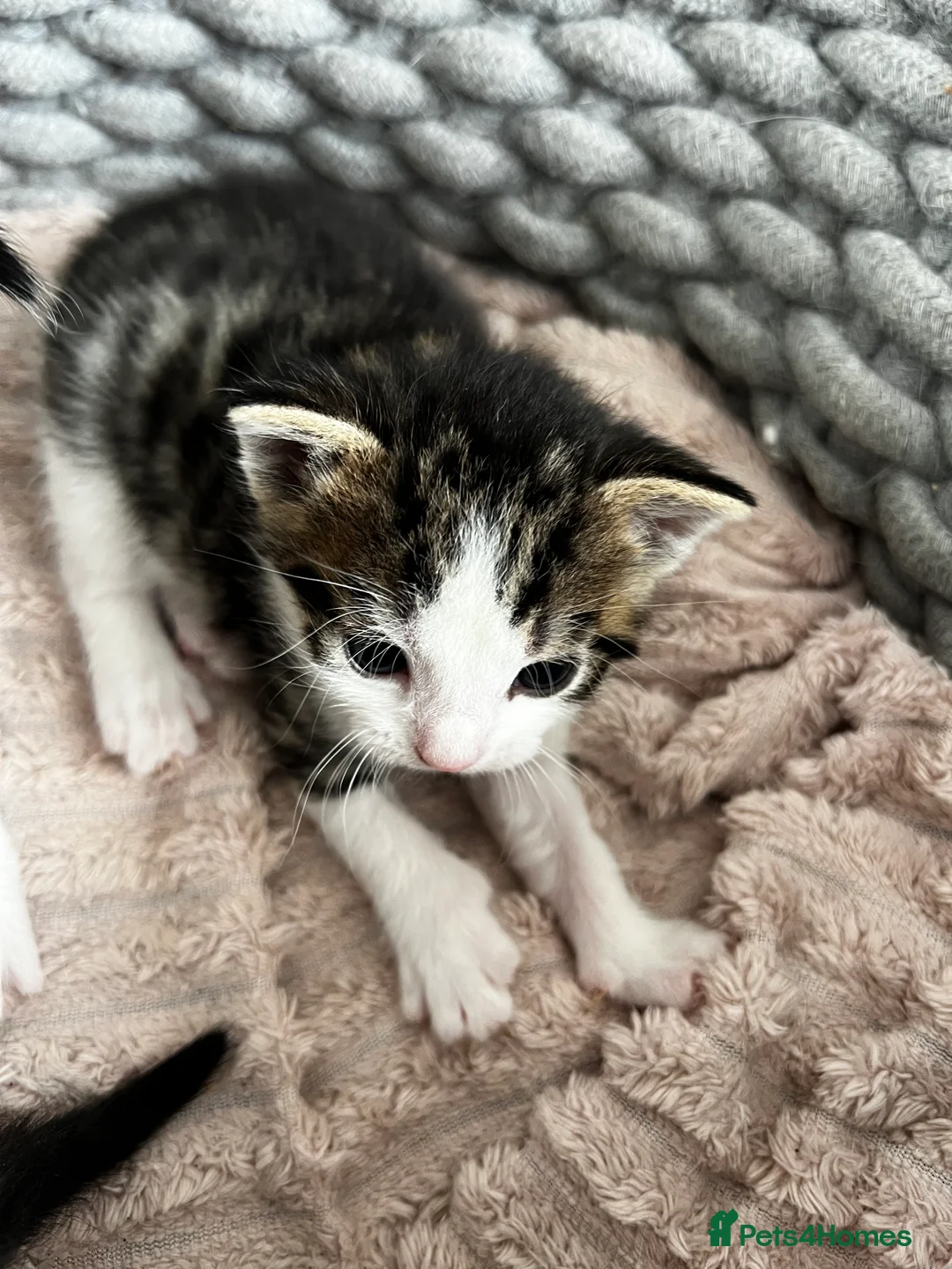 Mixed Breed cats for sale: Little kitten - Advert 2