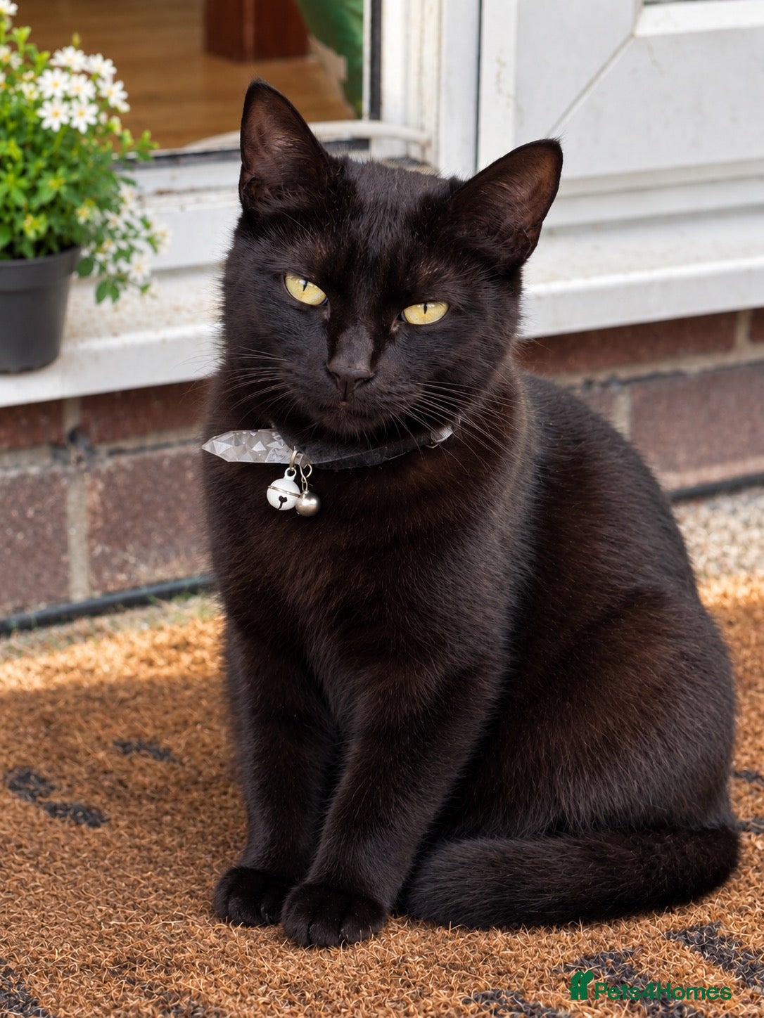 Mixed Breed cats 4 Adorable Kittens Looking for Loving Homes - Advert 4