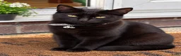 Mixed Breed cats for sale: 4 Adorable Kittens Looking for Loving Homes in Bristol - Advert 1