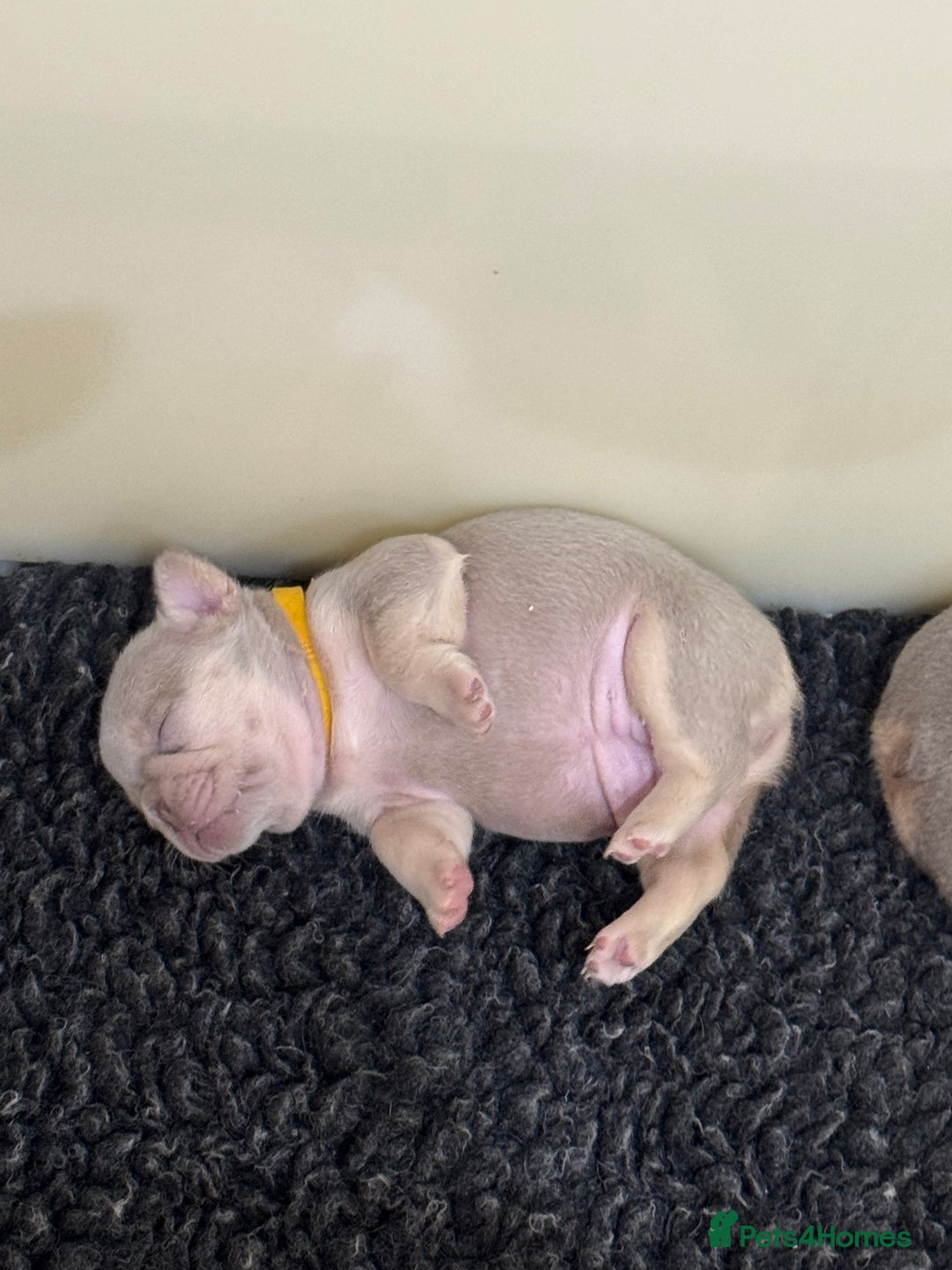 French Bulldog dogs for sale: Outstanding Frenchie pups  - Advert 15
