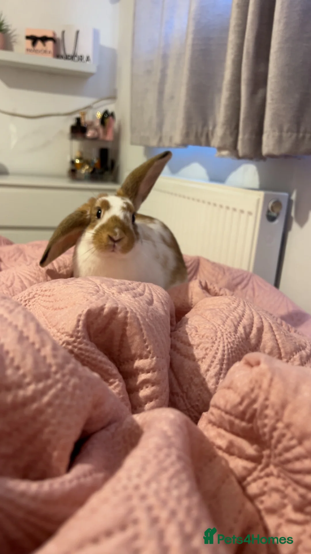 Mixed Breed rabbits for sale: female bun in Gloucester - Advert 1