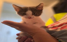 Mixed Breed cats for sale: 3 kittens looking for new families  - Image 2