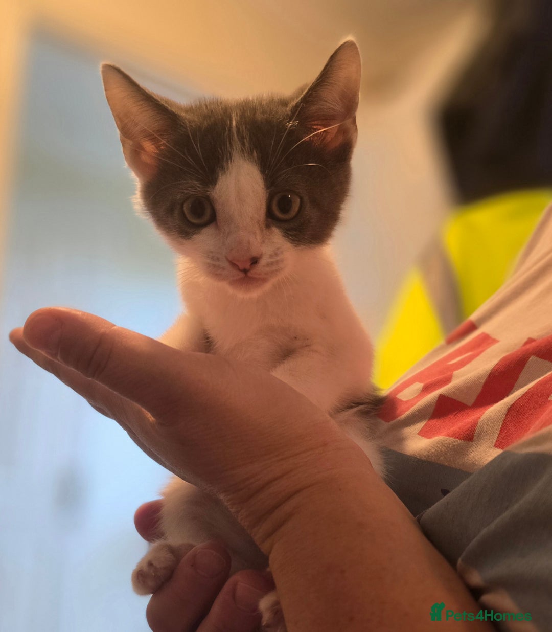 Mixed Breed cats for sale: 3 kittens looking for new families  - Image 2