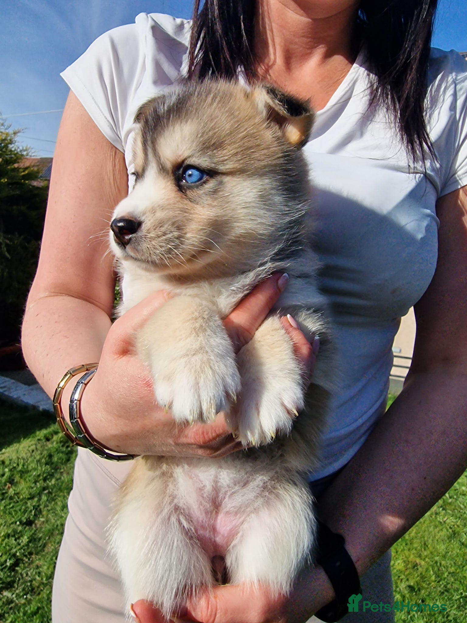 Pomsky dogs Stunning F3 pomsky puppys  - Advert 1