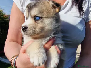 Pomsky dogs Stunning F3 pomsky puppys - Advert 2