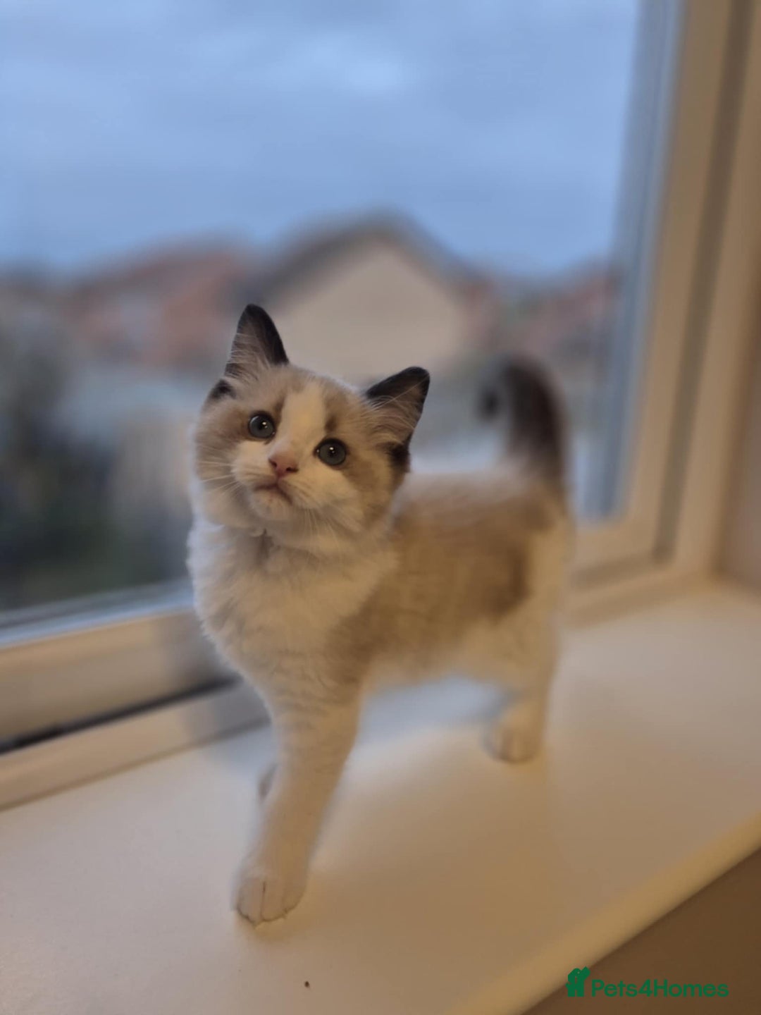 Ragdoll cats for sale: 3 Tica Registered Ragdoll Kittens For Sale  - Advert 8