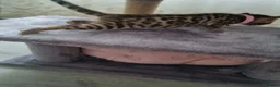 Bengal cats for sale: Bengal Kitten in Weston-super-Mare - Advert 10