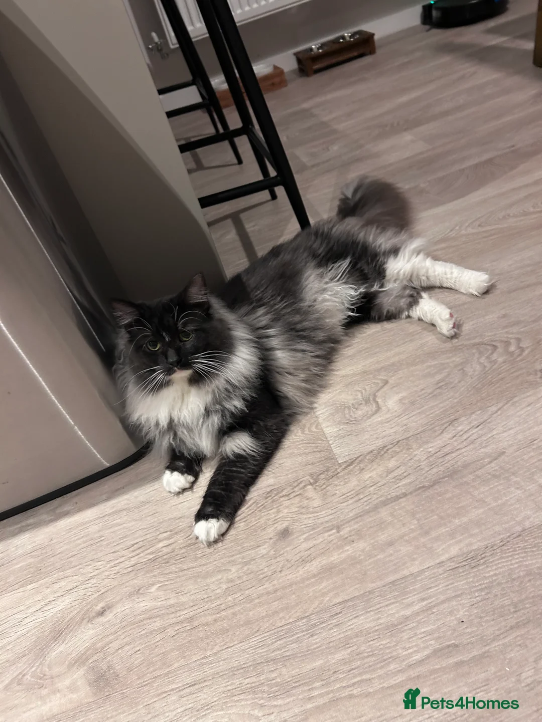 Maine Coon cats for sale: mainecoon x norwegian forest cat  - Advert 4