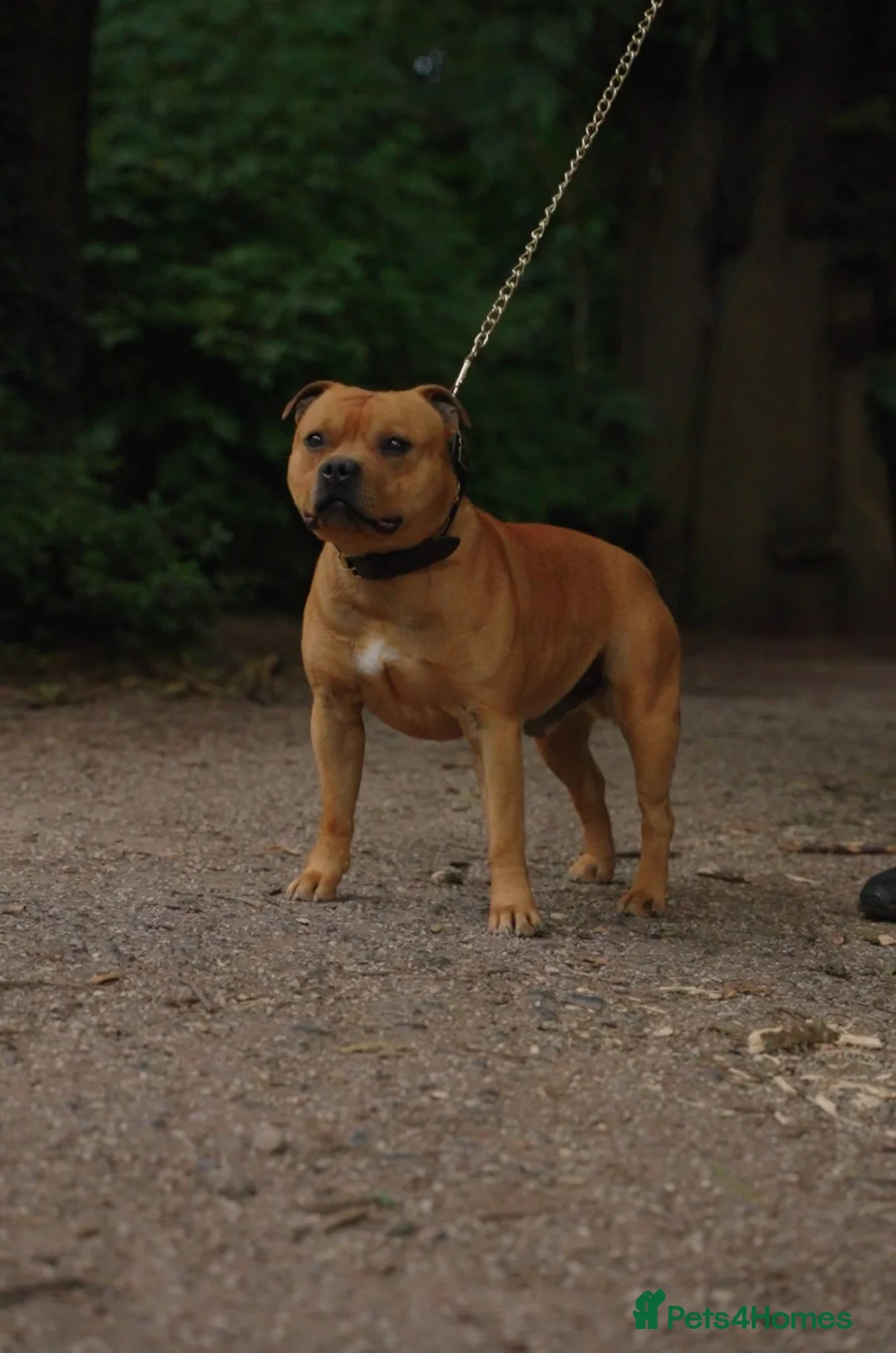 Staffordshire Bull Terrier dogs for stud: Exceptional Red Staffordshire Bull Terrier! in Nottingham - Advert 3