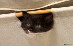 British Shorthair cats for sale: KITTENs males/female longhair shorthair in Dudley - Image 1