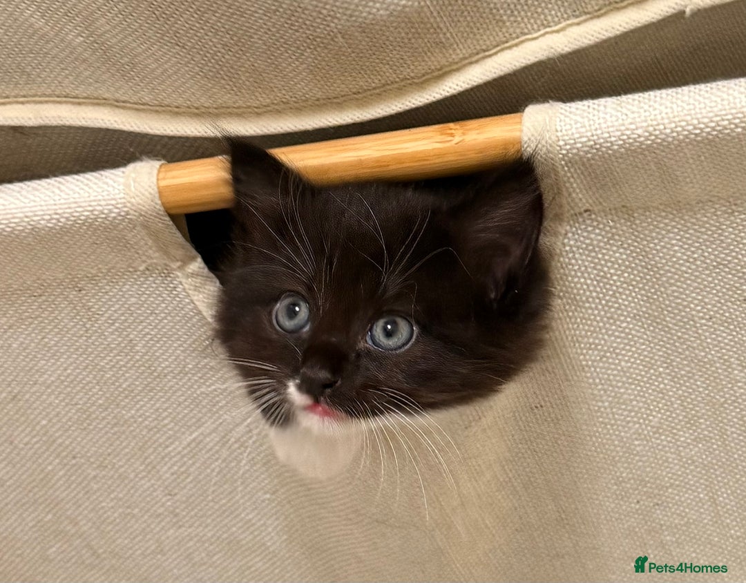 British Shorthair cats for sale: KITTENs males/female longhair shorthair in Dudley - Image 1