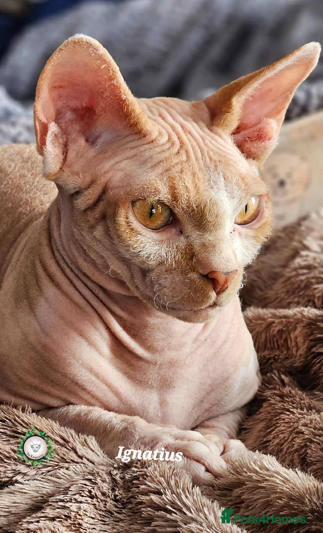 Sphynx cats Adorable Canadian Sphynx Champion father line.  - Advert 1