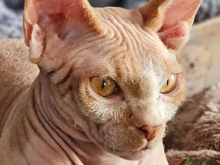 Sphynx cats Adorable Canadian Sphynx Champion father line. - Advert 1