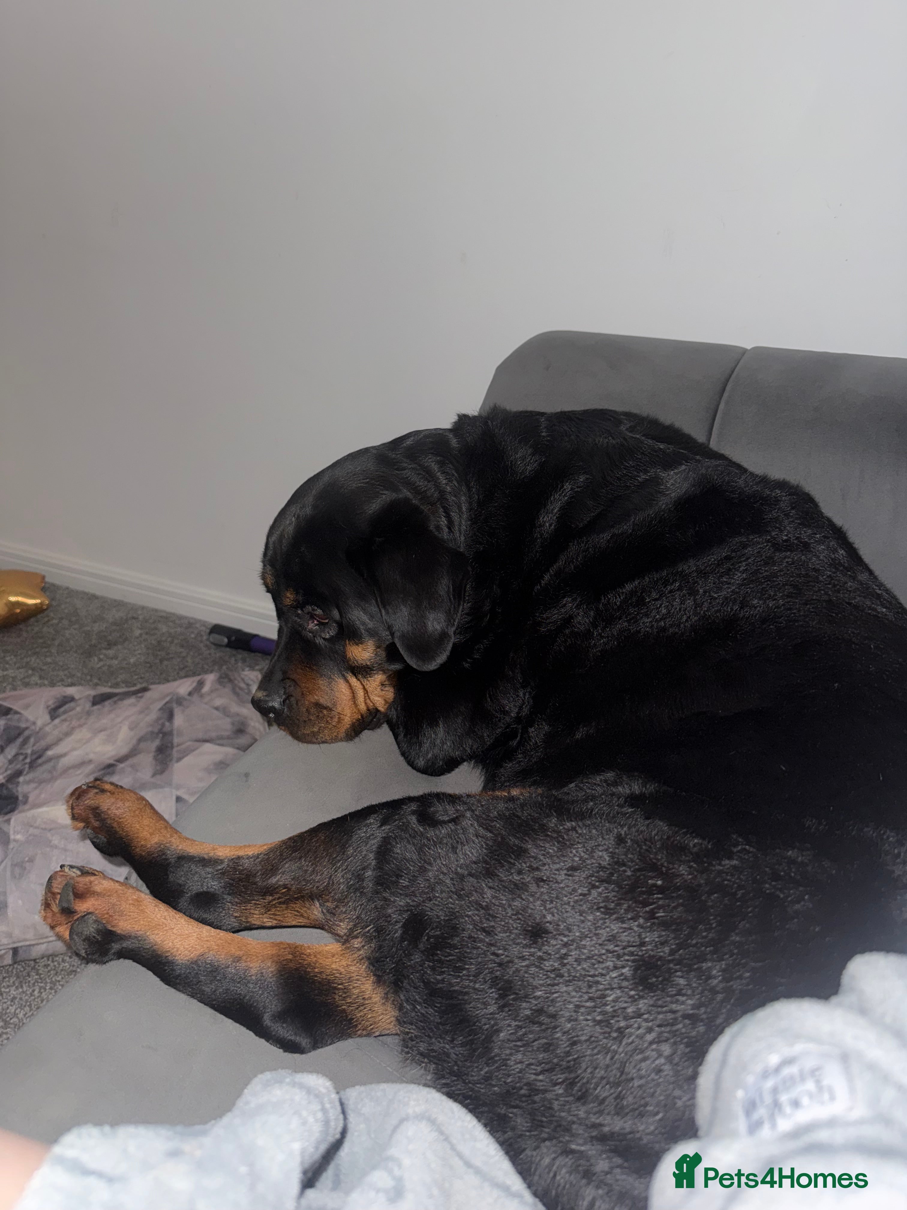 Rottweiler dogs Rottweiler  - Advert 2