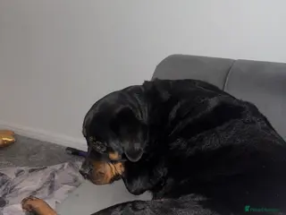 Rottweiler dogs Rottweiler - Advert 2