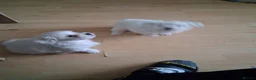 Bichon Frise dogs for sale: 2 Puppy Bichon Frise - Advert 14