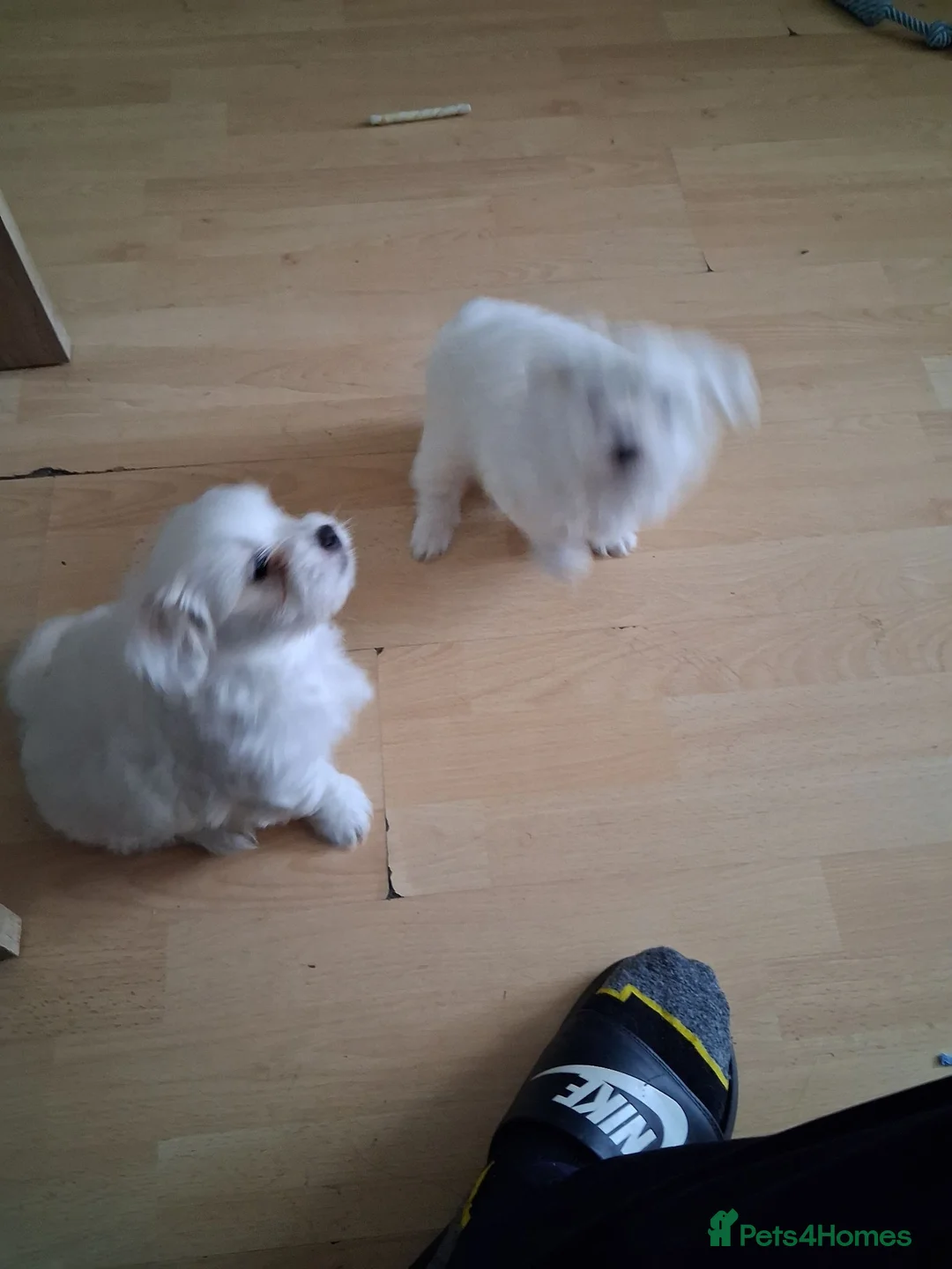 Bichon Frise dogs for sale: 2 Puppy Bichon Frise - Advert 14