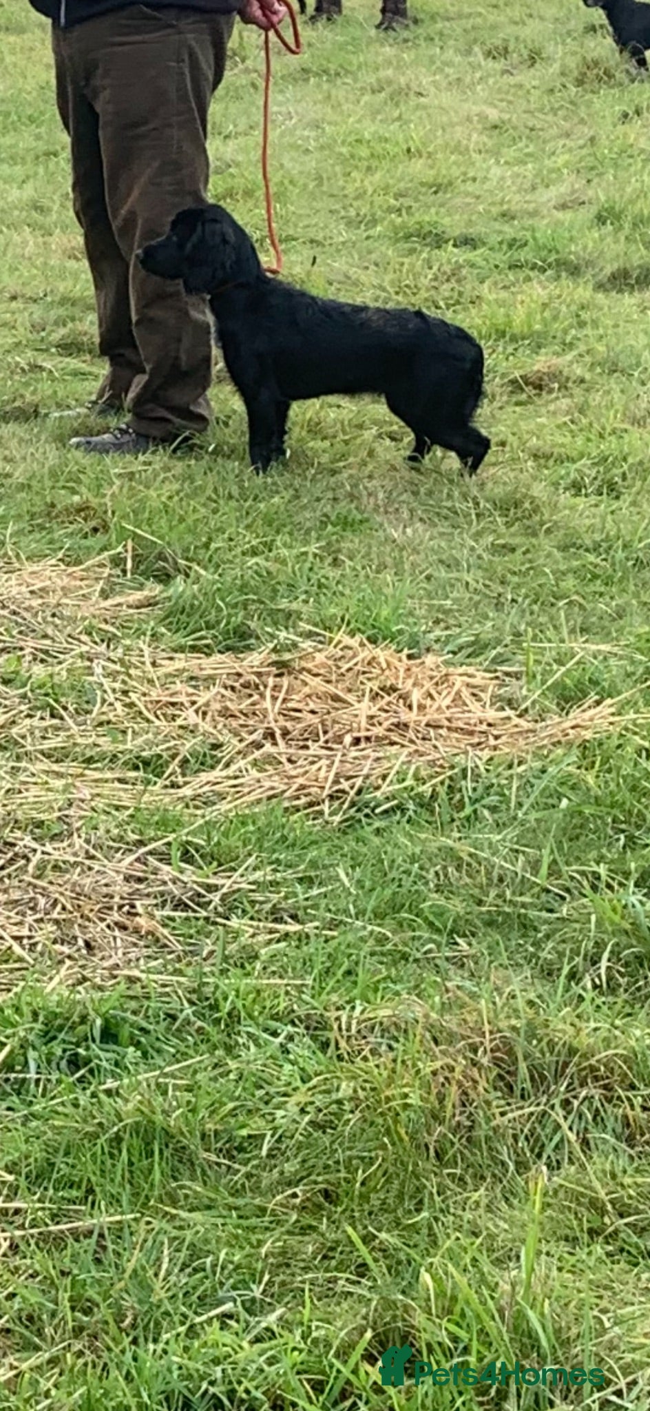 Sprocker dogs Working/Pet Sprocker Puppies  - Advert 2