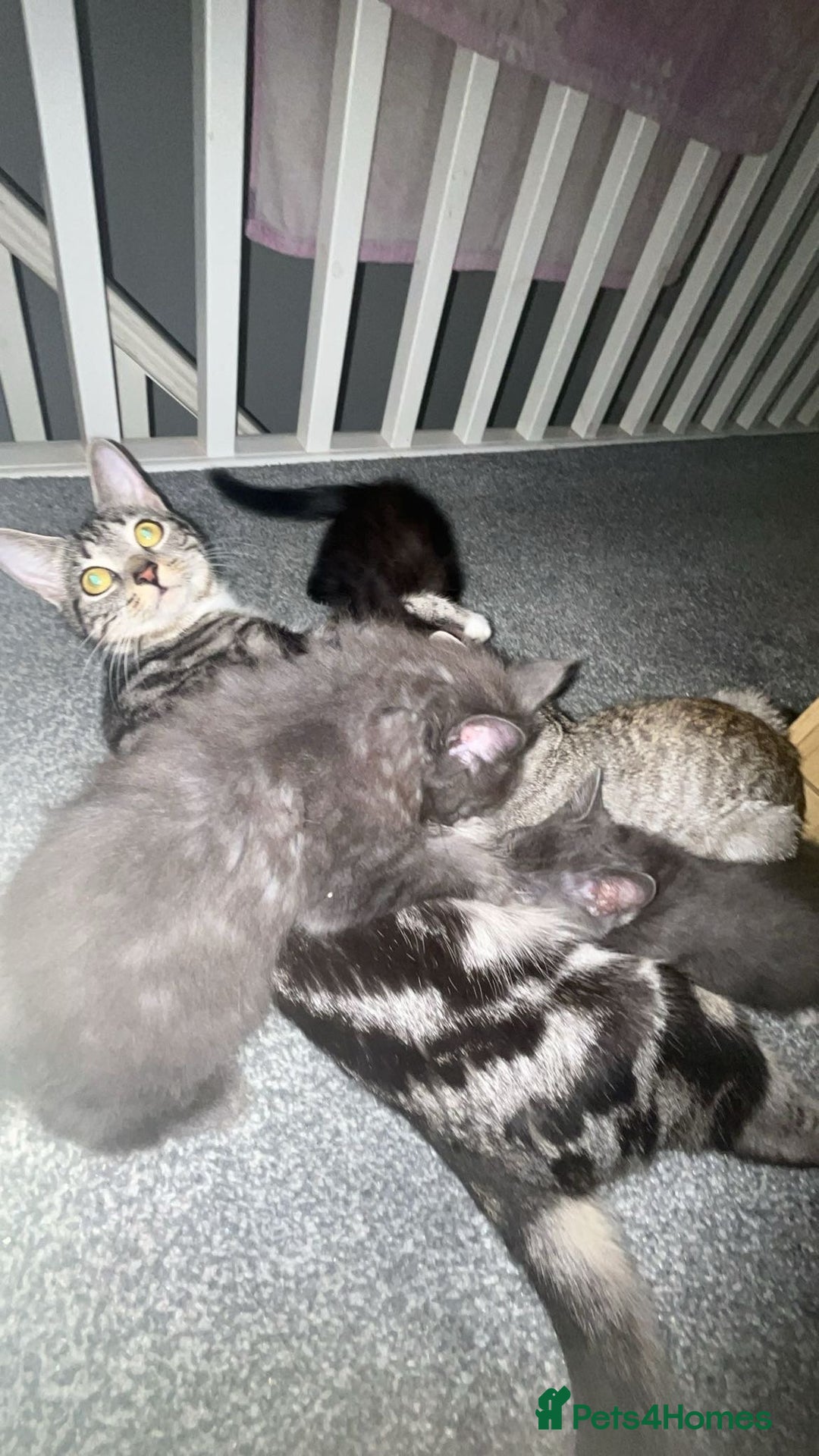 British Shorthair cats for sale: British shorthair x Bengal kittens - Image 18