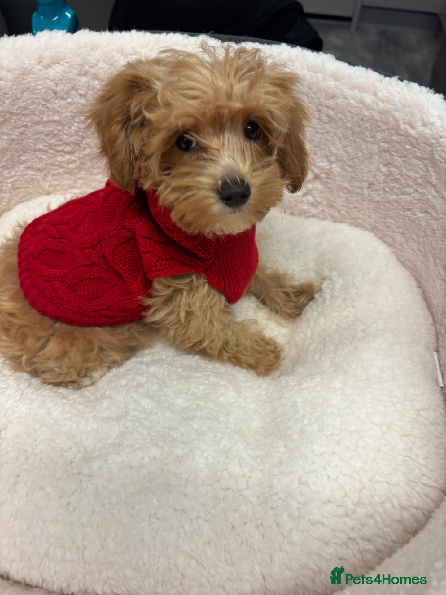 Maltipoo dogs Maltipoo - Advert 1