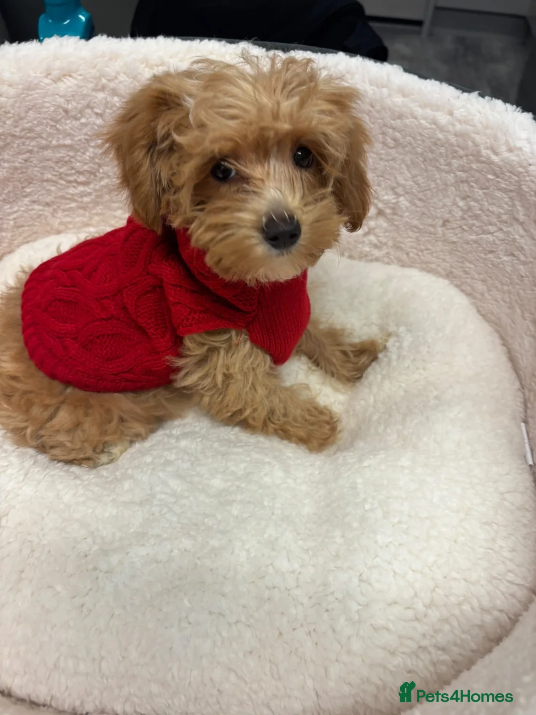 Maltipoo dogs for sale: Maltipoo - Advert 1