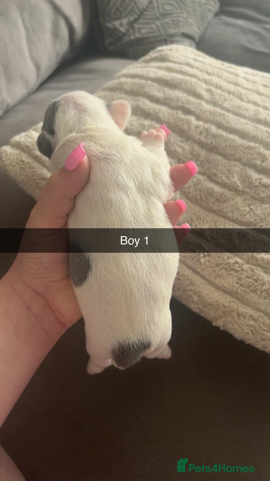 French Bulldog dogs for sale: Best sofa needed  - Image 6