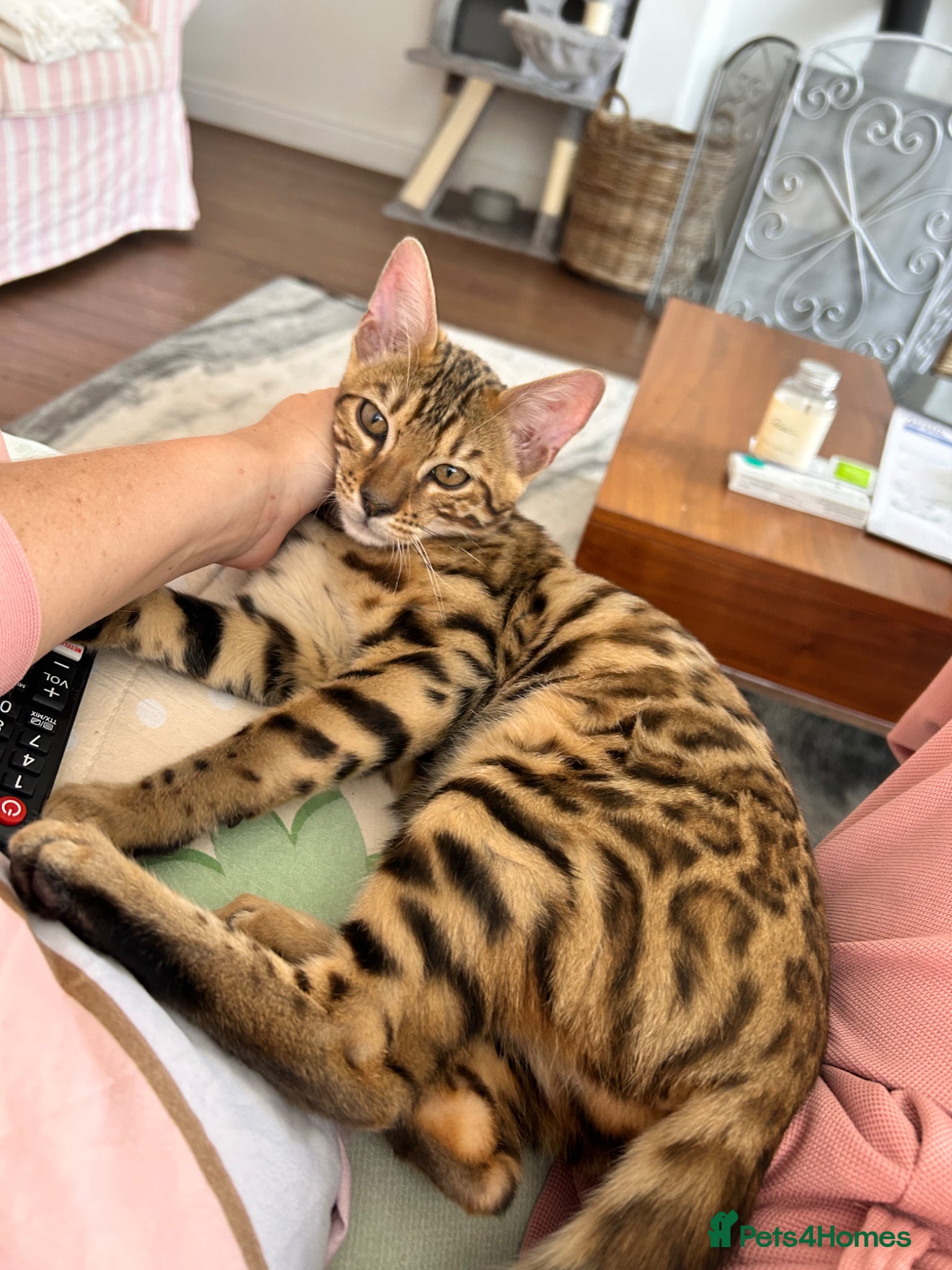 Bengal cats Stunning Purebred Bengal Kittens - Advert 2