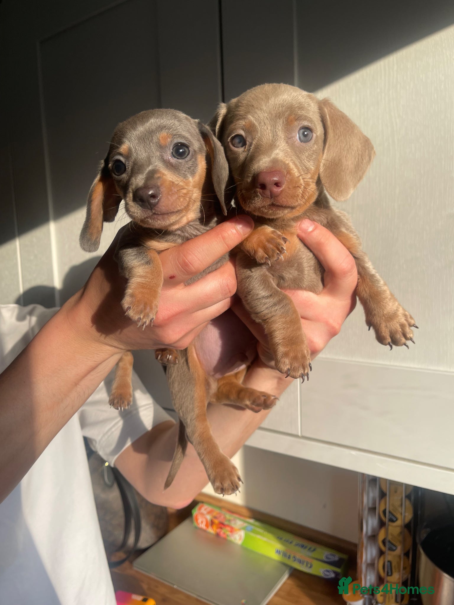 Miniature Dachshund dogs Miniature Dachshund's Isabella and Blue ❤️ - Advert 1