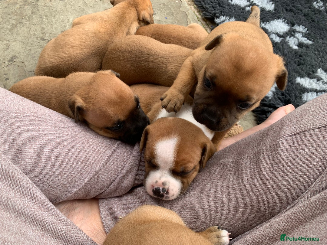 Staffordshire Bull Terrier dogs for sale: Stunning Red Staffy puppies KC top bloodlines - Image 18