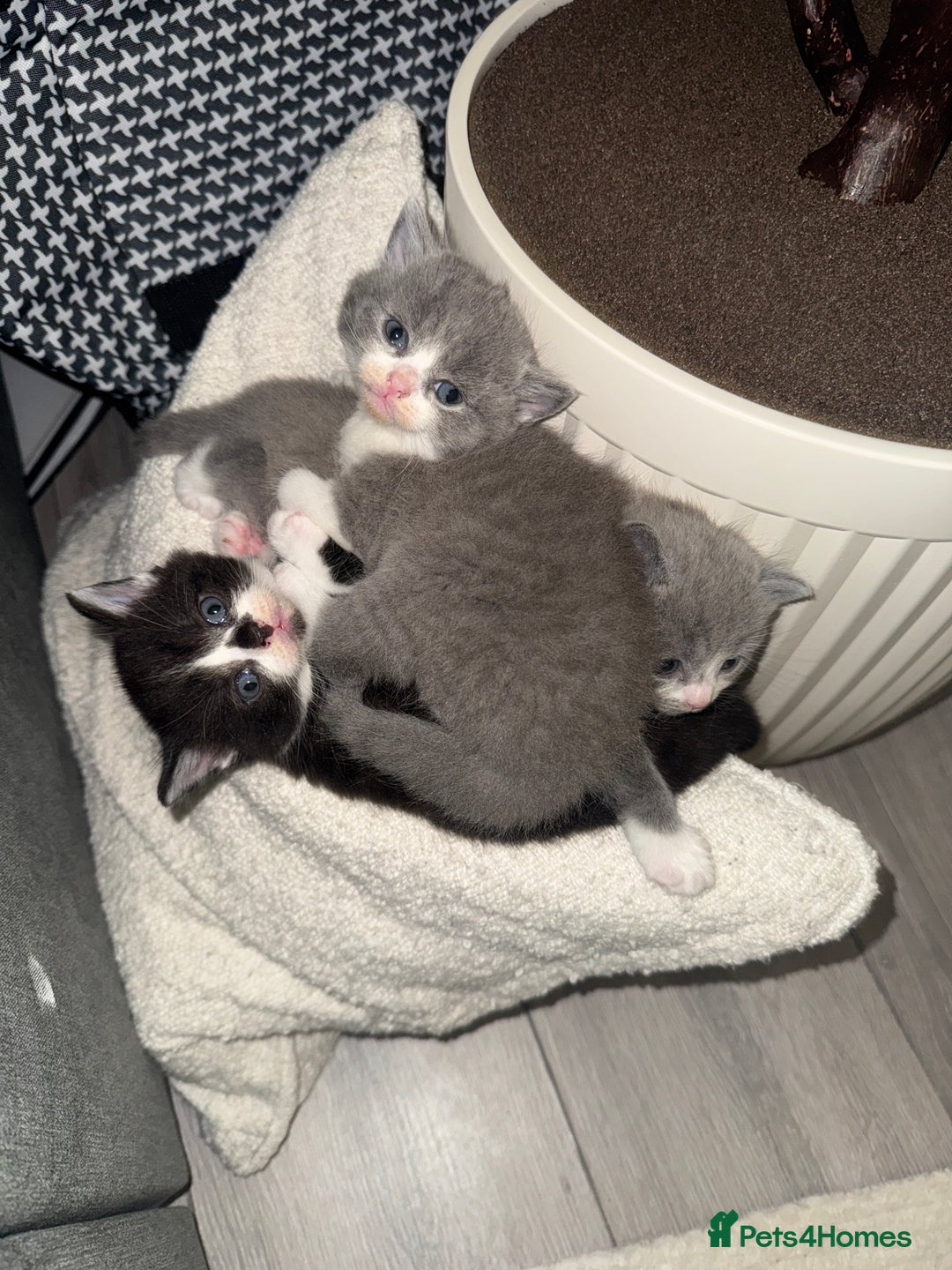 British Shorthair cats for sale: Playful British Shorthair Kittens  - Advert 12