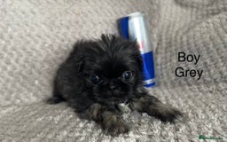 Mixed Breed dogs for sale: Tiny Pugingese pups  - Image 4