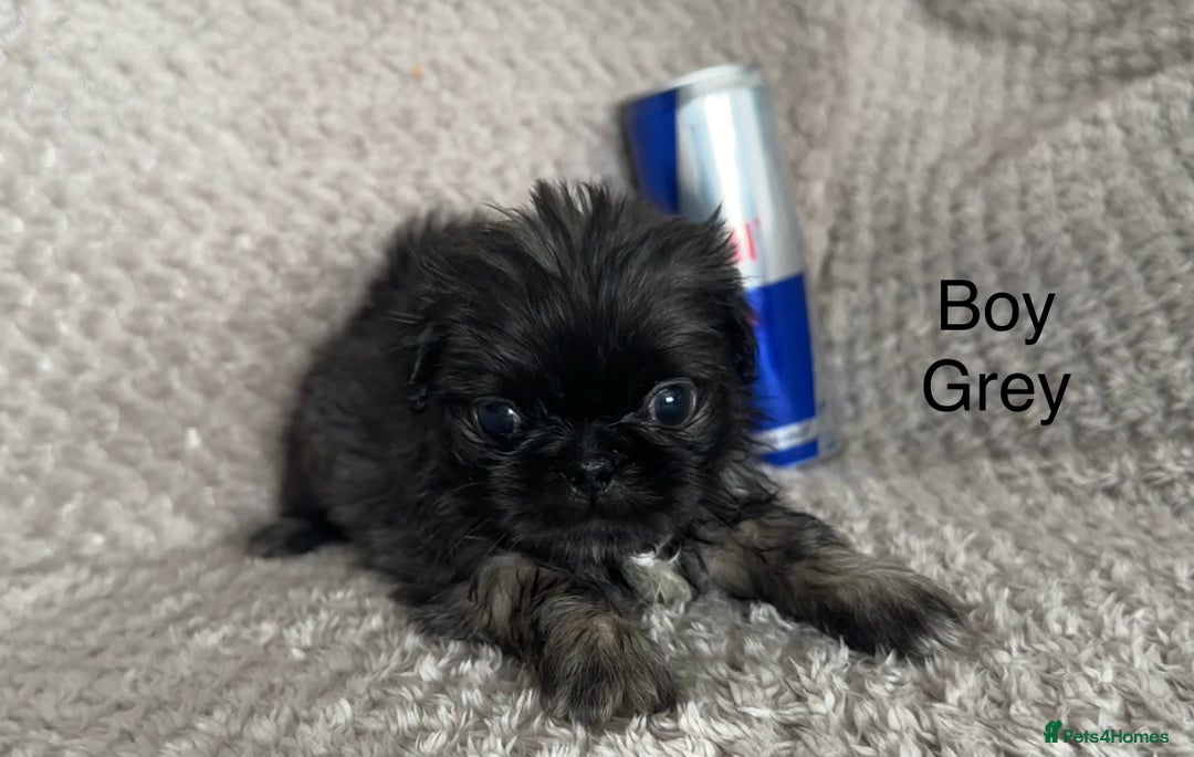 Mixed Breed dogs for sale: Tiny Pugingese pups  - Image 4