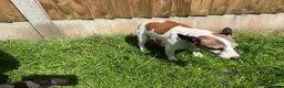 Jack Russell dogs for sale: Jack Russell Terrier 4 pedigree puppies in Newcastle upon Tyne - Advert 14