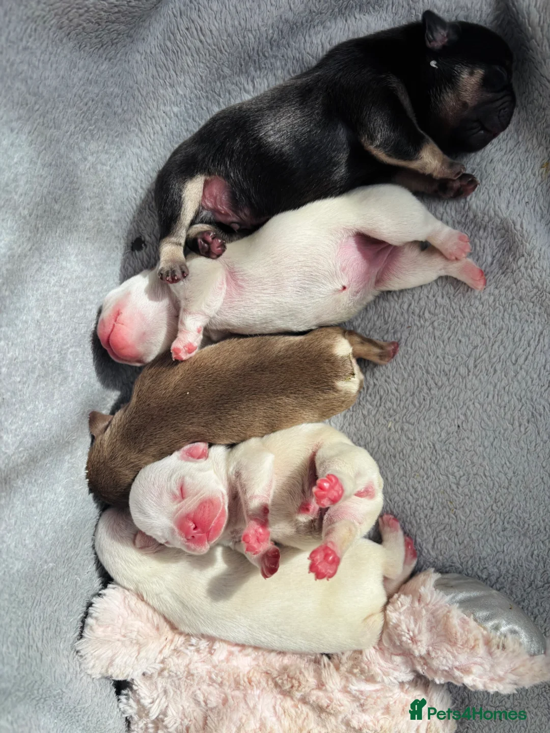 French Bulldog dogs for sale: French bulldog Puppies  - Advert 1