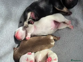 French Bulldog dogs French bulldog Puppies - Advert 15