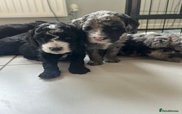 Cockapoo dogs for sale: Cockapoos  - Image 8