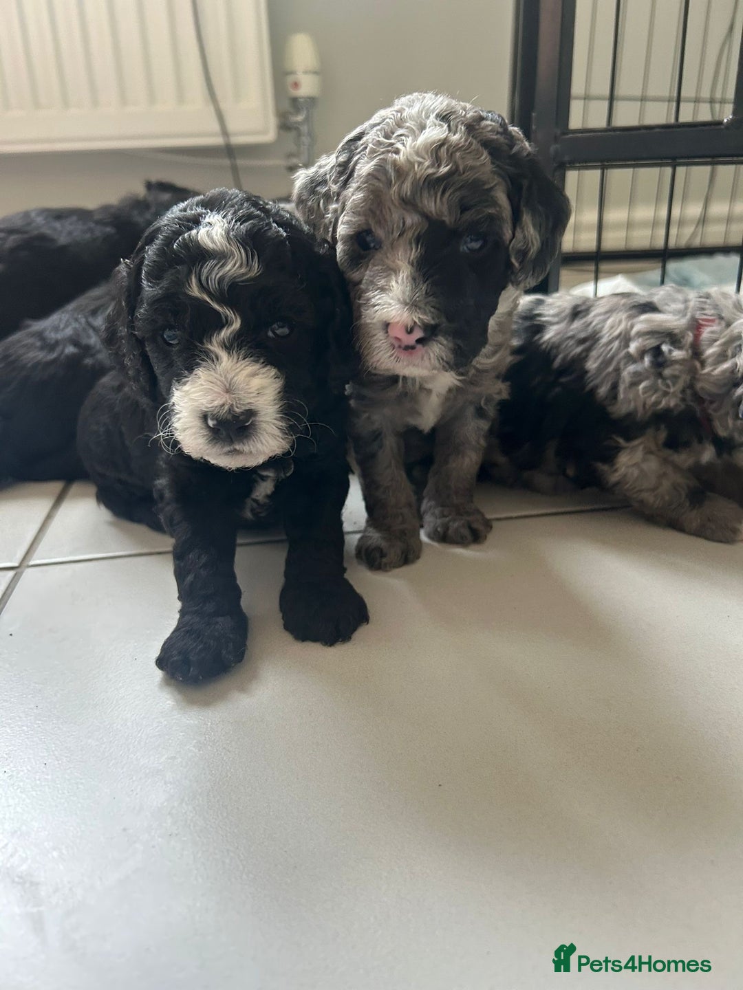 Cockapoo dogs for sale: Cockapoos  - Image 8