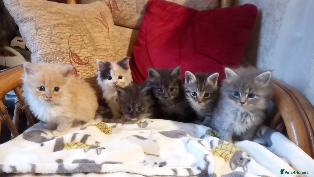 Maine Coon cats for sale: Maine coon x short haired kittens  - Advert 1