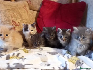 Maine Coon cats Maine coon x short haired kittens - Advert 3