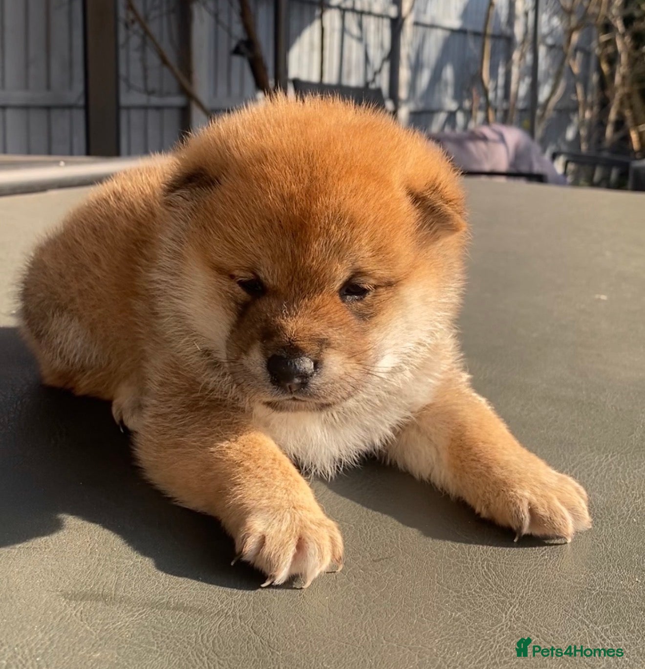 Japanese Shiba Inu dogs Clear DNA red Shiba Inu puppy champion parents - Advert 3