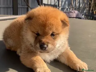 Japanese Shiba Inu dogs Clear DNA red Shiba Inu puppy champion parents - Advert 3
