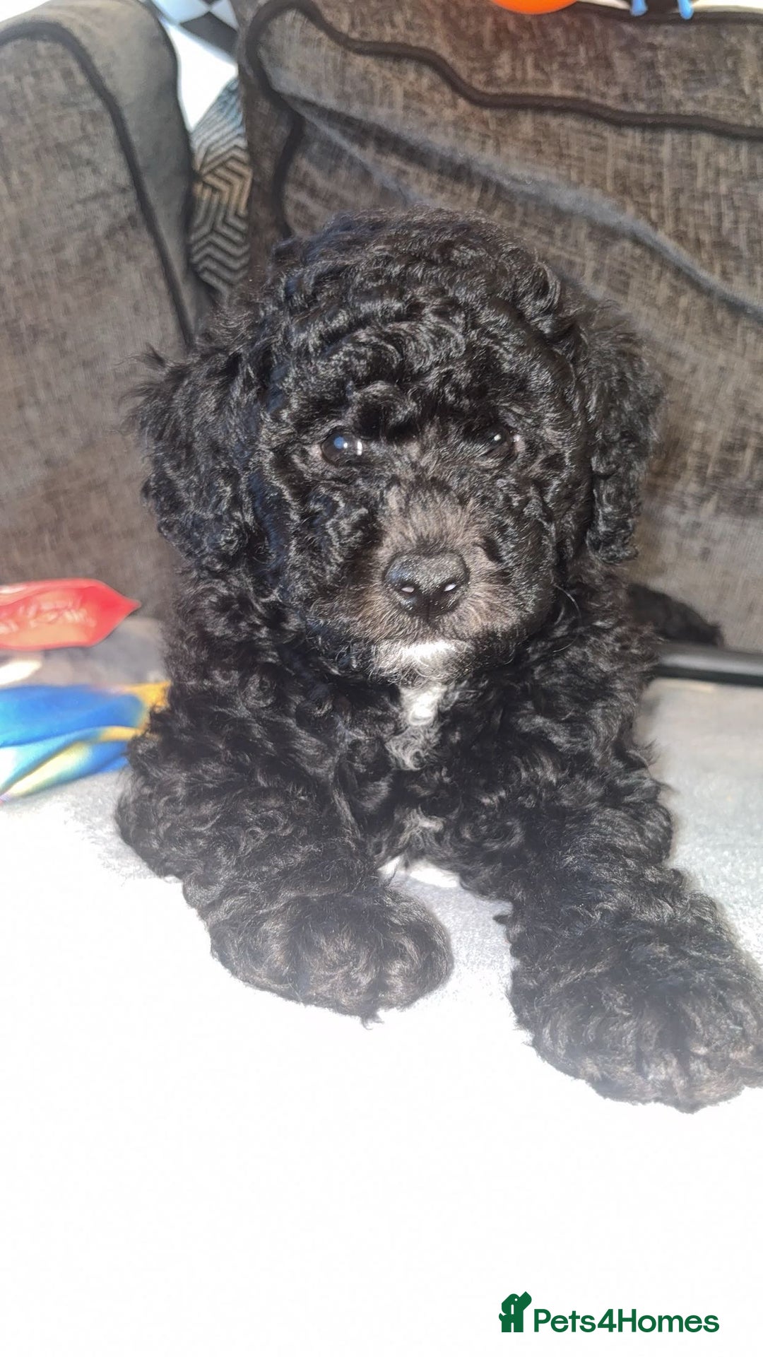 Labradoodle dogs for sale: Ralphie stunning mini/ toy labradoodle - Image 2