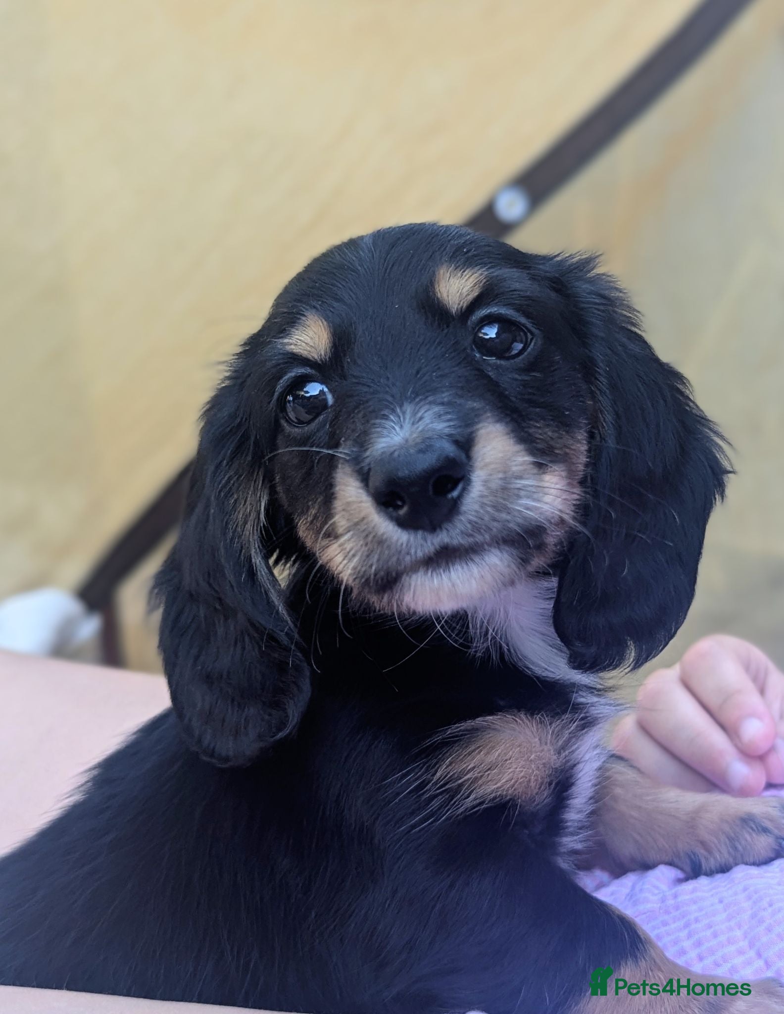 Miniature Dachshund dogs PRICE DROP! 🏆Champion lines - longhaired - Advert 1