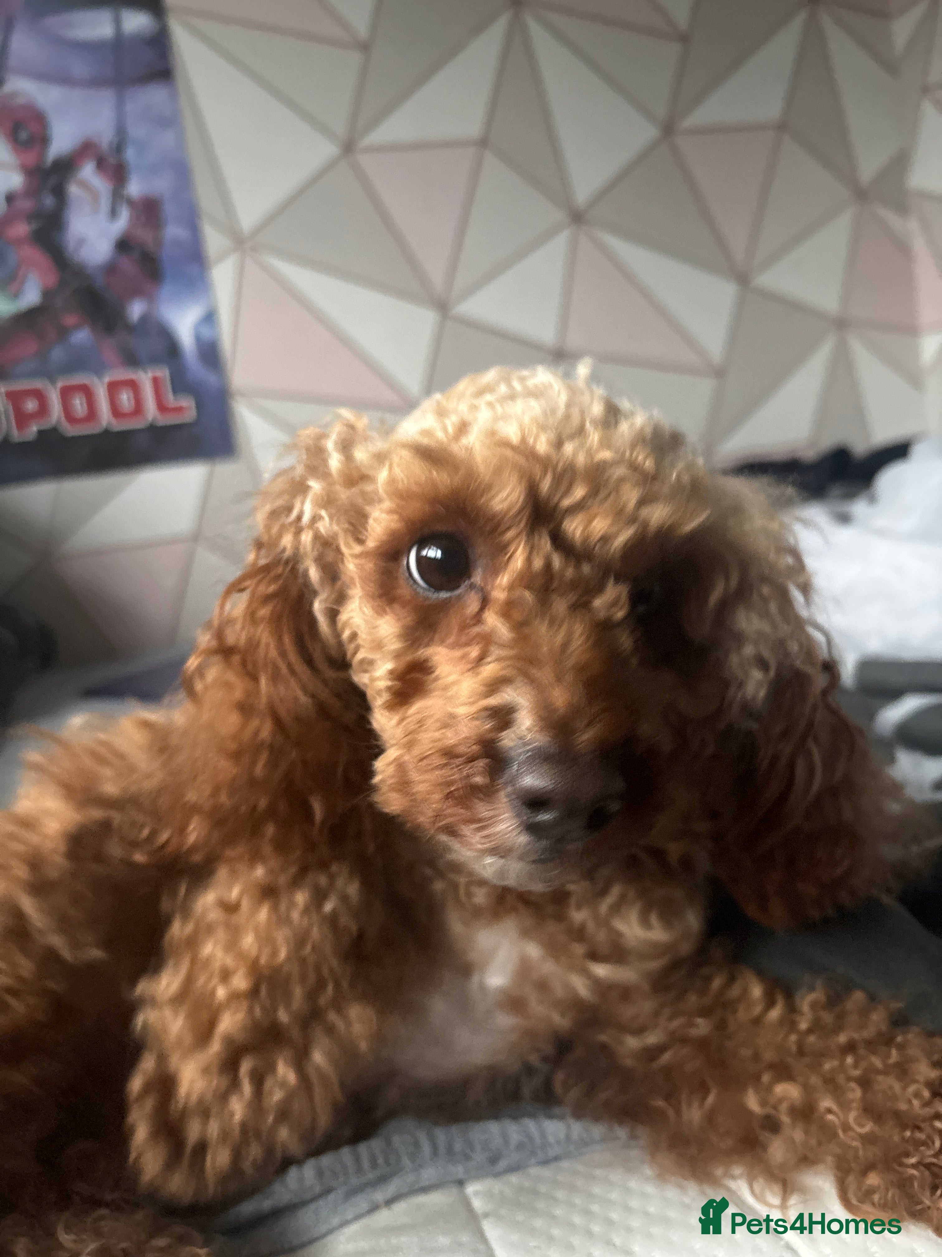 Miniature Poodle dogs Clover  - Advert 7