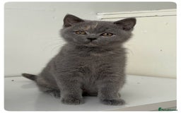 British Shorthair cats for sale: Pedigree British shorthair blue tortoise female - Image 5