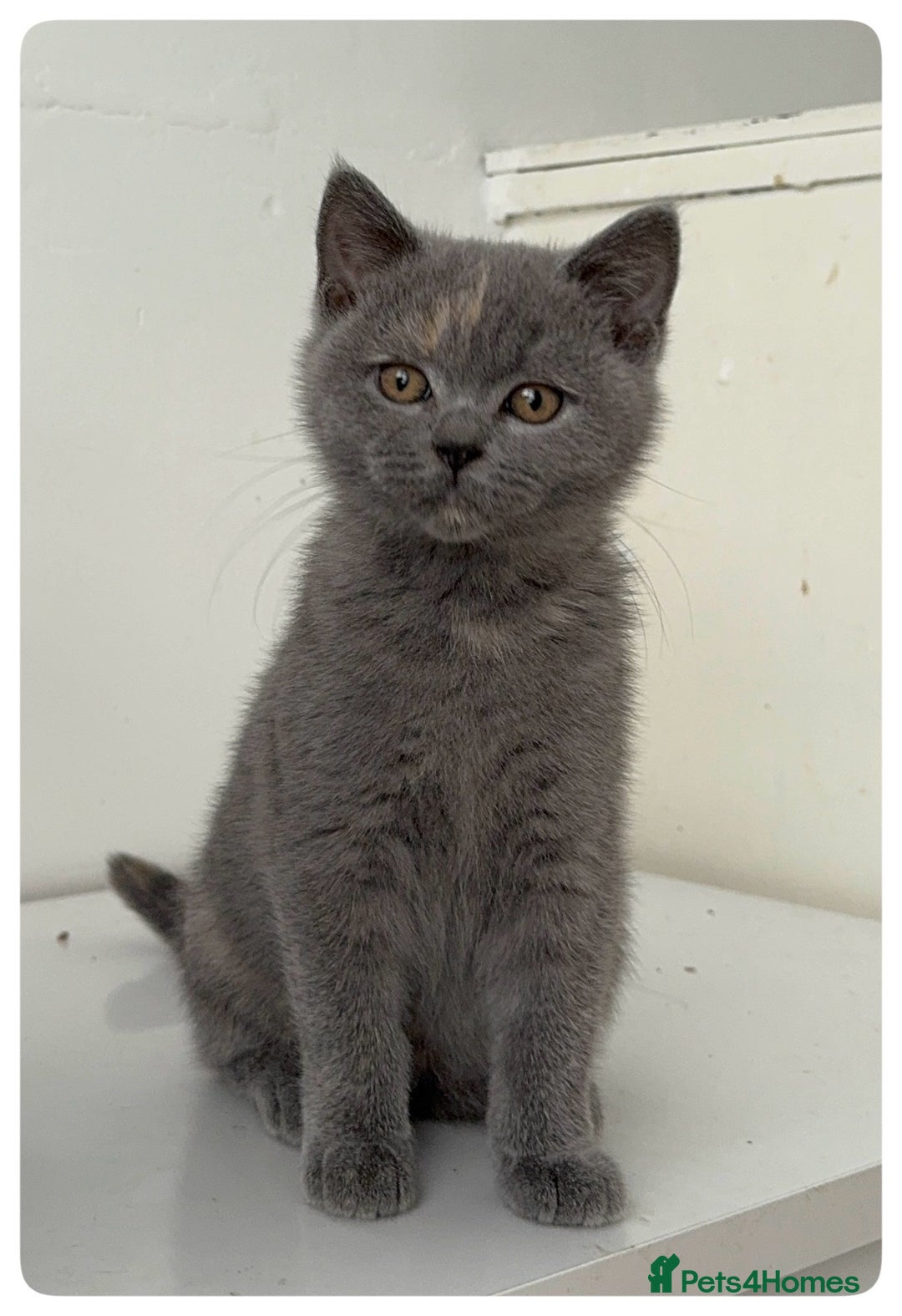 British Shorthair cats for sale: Pedigree British shorthair blue tortoise female - Image 5