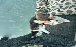 Mixed Breed cats for sale: 5 beautiful mixed breed kittens!! - Image 13