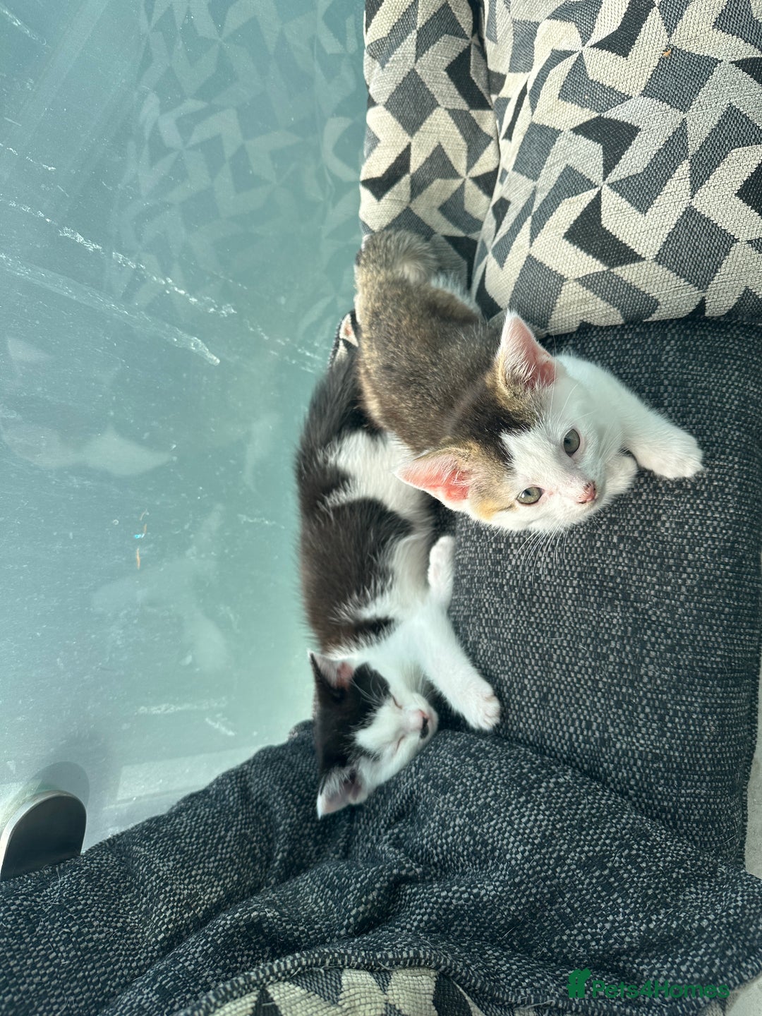 Mixed Breed cats for sale: 5 beautiful mixed breed kittens!! - Image 13
