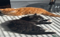 Maine Coon cats for sale: Beautiful Fluffy Kitten Looking for Home - Image 4